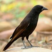 Bolivian Blackbird