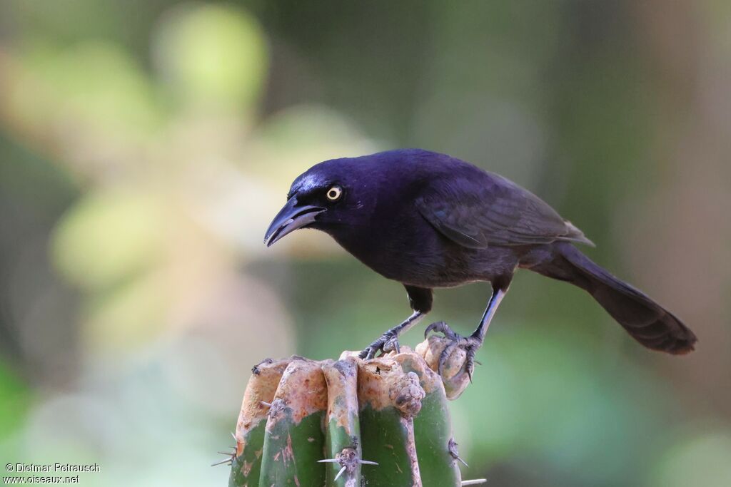 Carib Grackleadult
