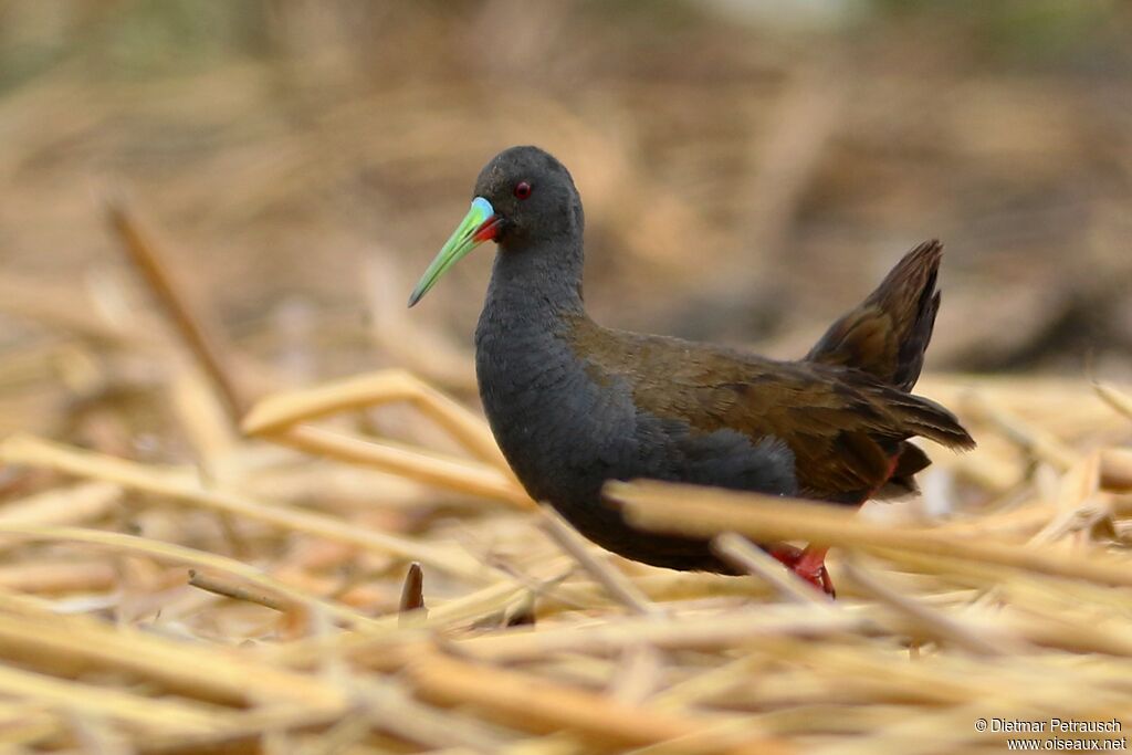 Plumbeous Railadult, identification