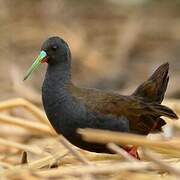 Plumbeous Rail