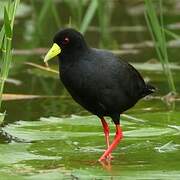 Black Crake