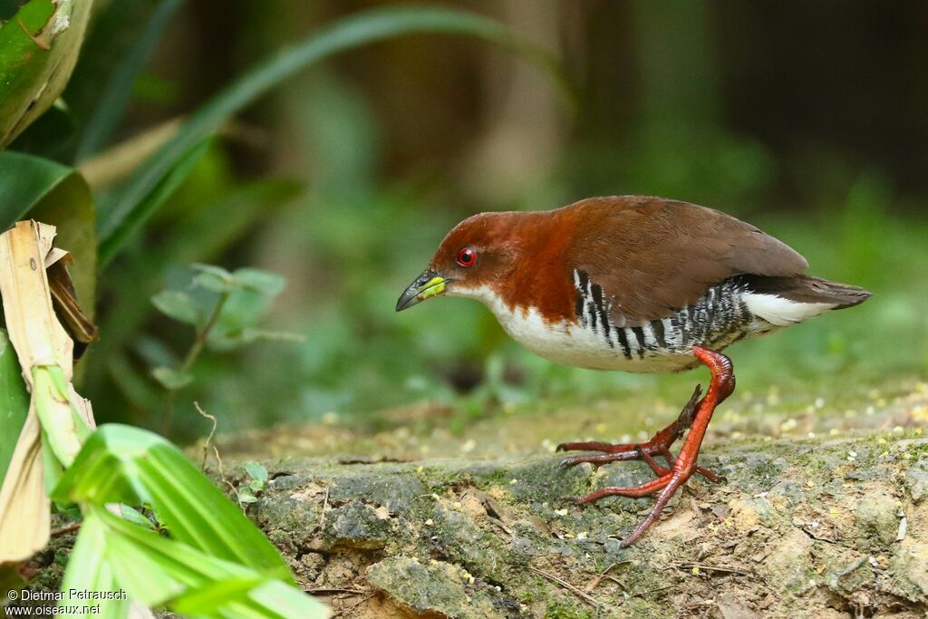 Red-and-white Crakeadult