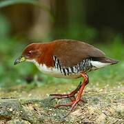 Red-and-white Crake