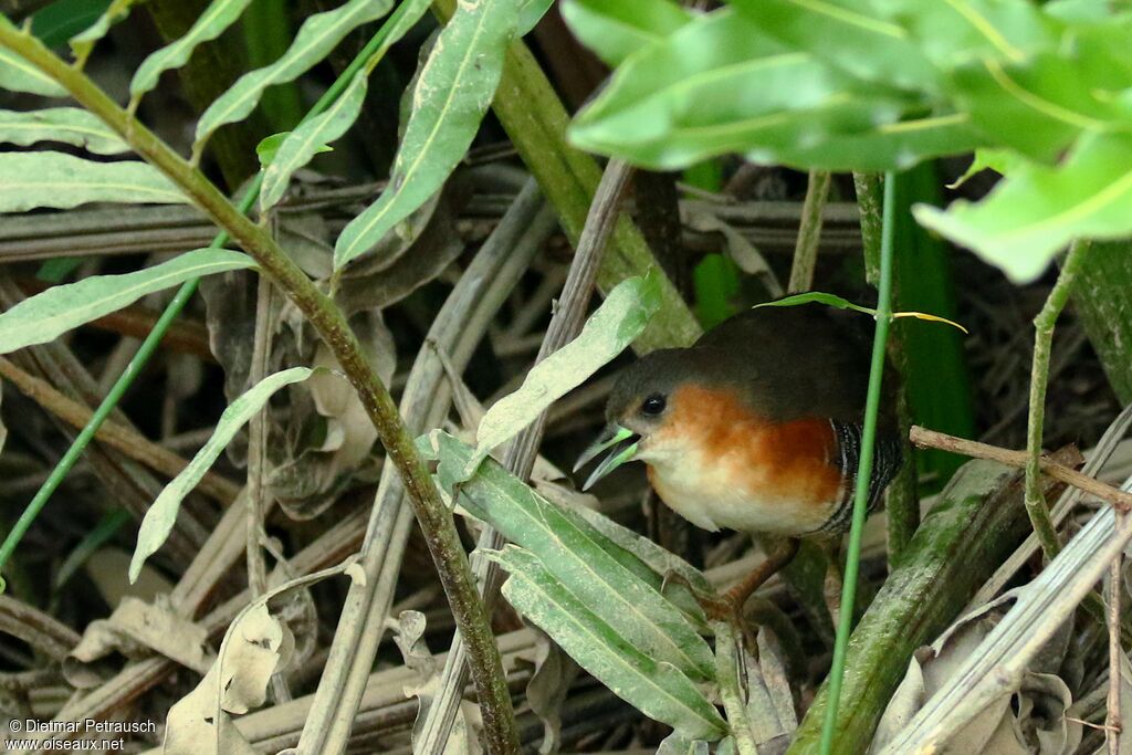 Rufous-sided Crakeadult