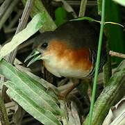 Rufous-sided Crake