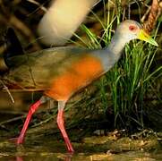 Grey-cowled Wood Rail