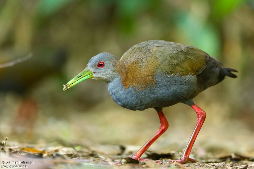 Slaty-breasted Wood Railadult