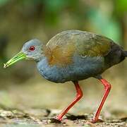 Slaty-breasted Wood Rail