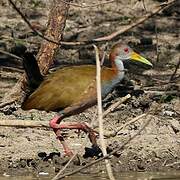 Giant Wood Rail