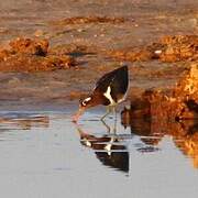 Greater Painted-snipe