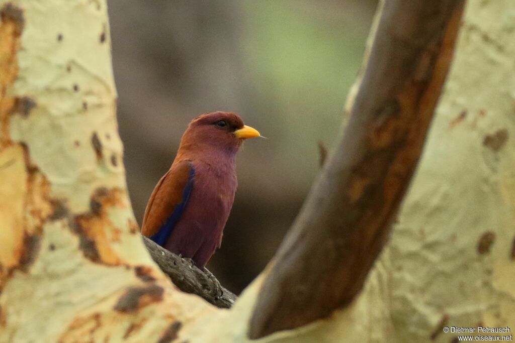 Rolle violetadulte
