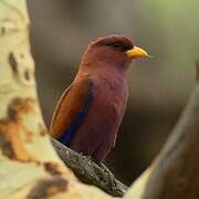 Broad-billed Roller