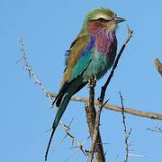 Lilac-breasted Roller