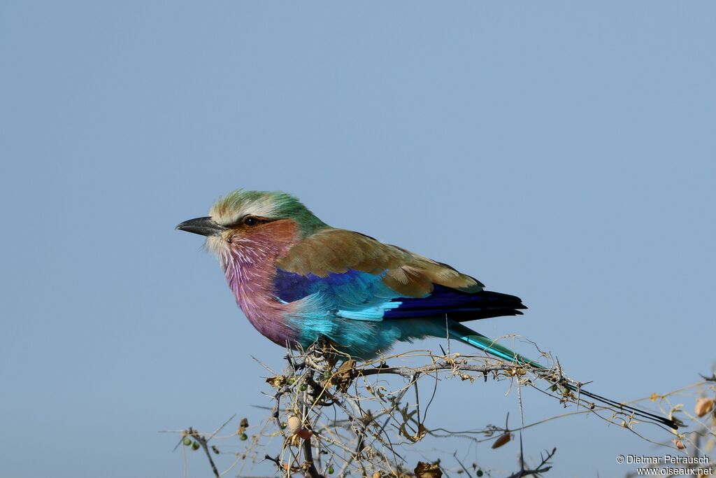 Lilac-breasted Rolleradult