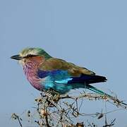 Lilac-breasted Roller