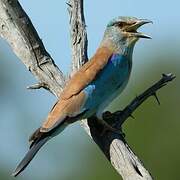 European Roller