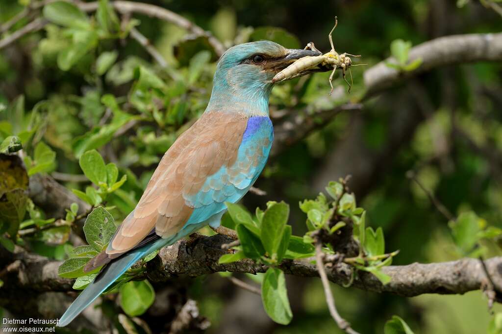 European Rolleradult, feeding habits, eats