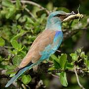 European Roller