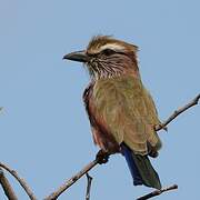 Purple Roller