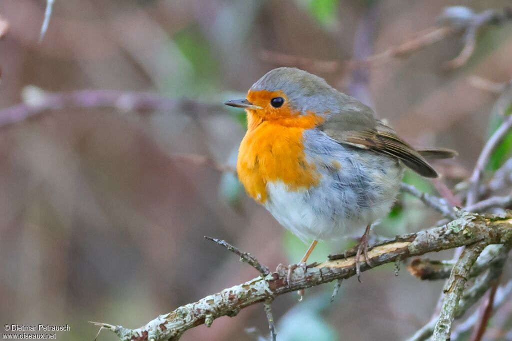 Rougegorge familieradulte