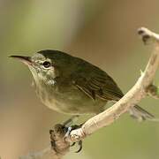 Seychelles Warbler