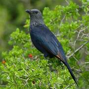 Red-winged Starling