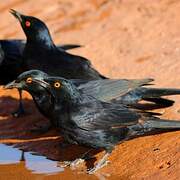 Pale-winged Starling