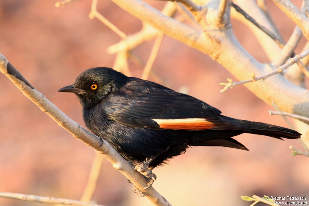 Pale-winged Starlingadult