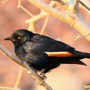 Pale-winged Starling