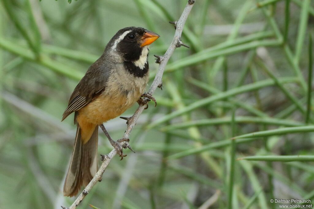 Golden-billed Saltatoradult