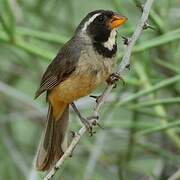 Golden-billed Saltator