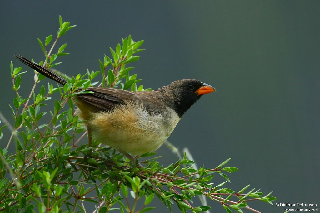 Black-throated Saltatoradult