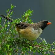 Black-throated Saltator