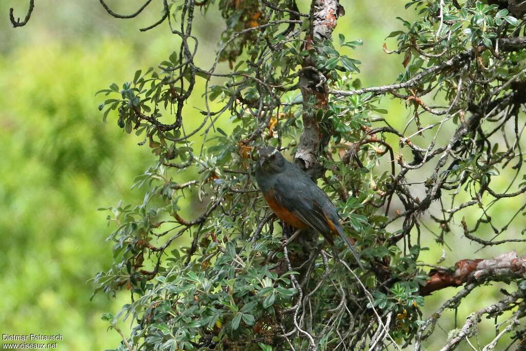 Rufous-bellied Mountain Tanager