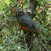 Rufous-bellied Mountain Tanager