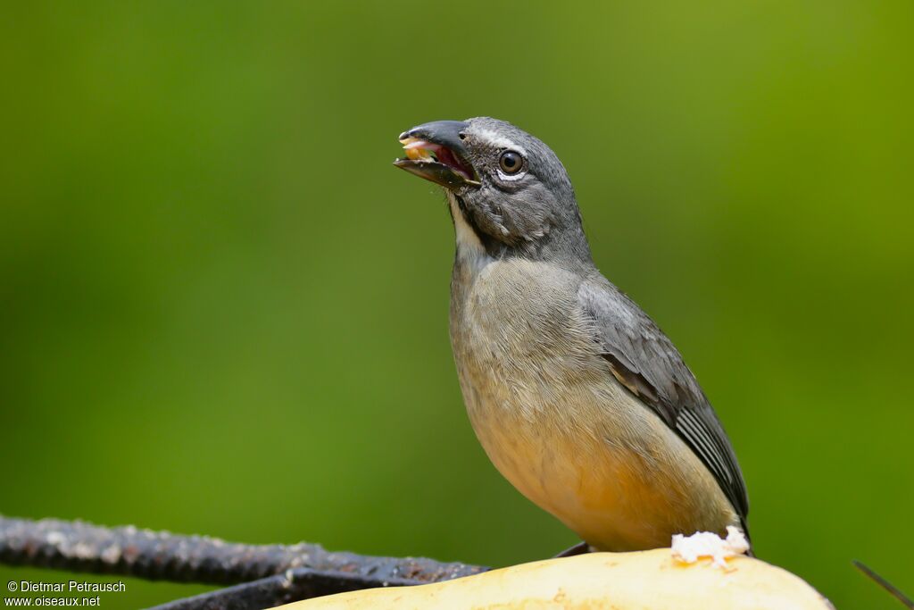 Saltator de Cabanisadulte, mange