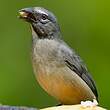 Saltator de Cabanis