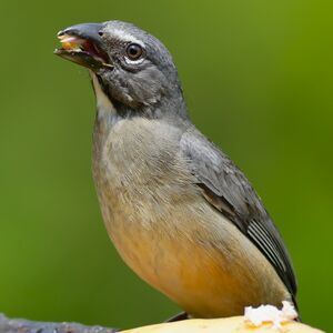 Saltator de Cabanis