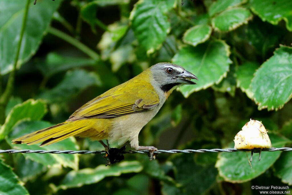 Buff-throated Saltatoradult