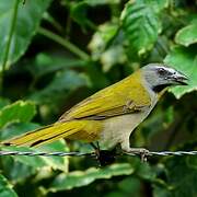 Buff-throated Saltator