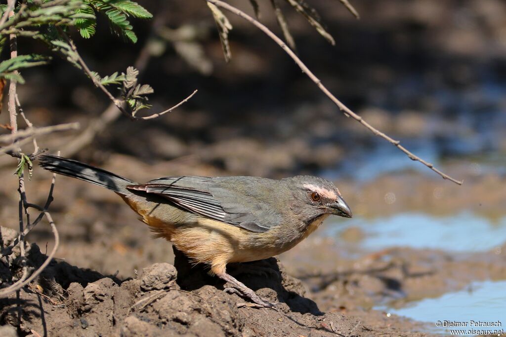 Saltator grisadulte