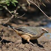 Bluish-grey Saltator