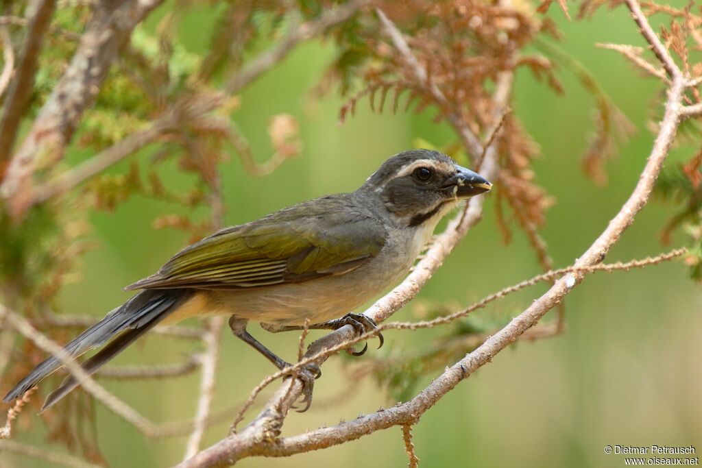 Saltator oliveadulte, mange