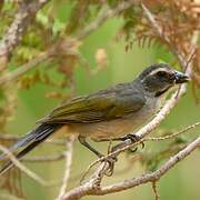 Green-winged Saltator