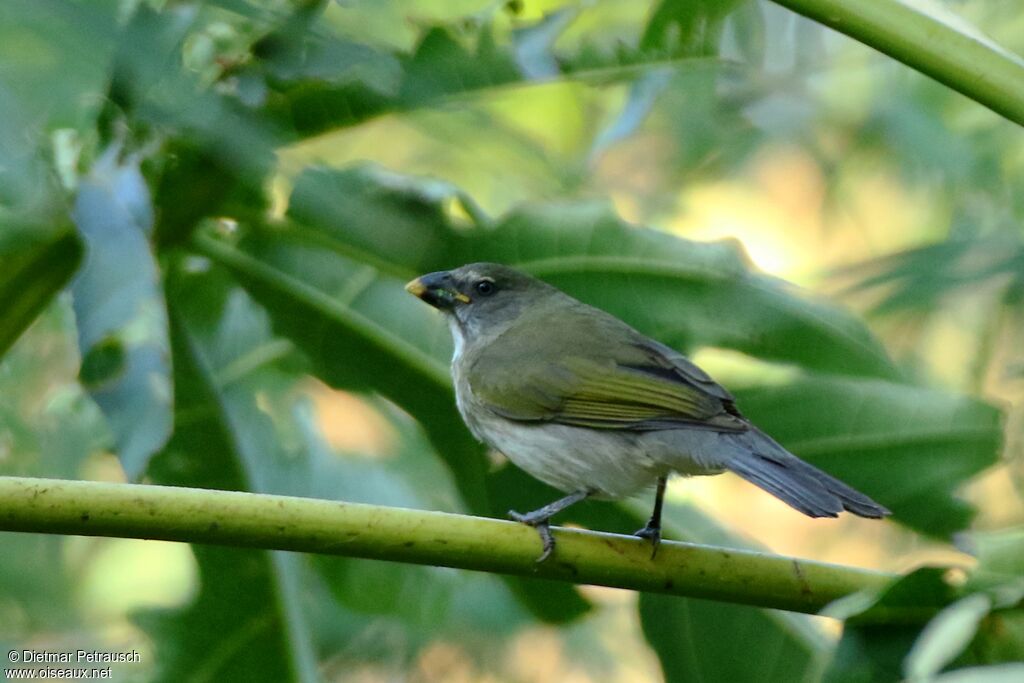 Saltator striéadulte