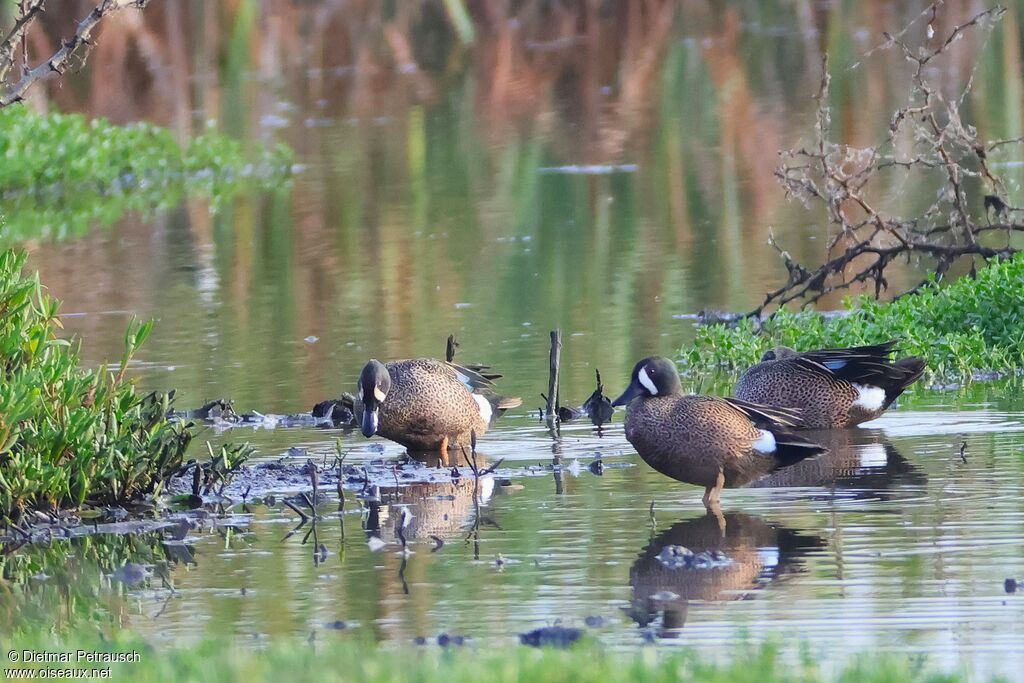 Sarcelle à ailes bleues