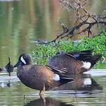 Sarcelle à ailes bleues