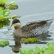 Silver Teal