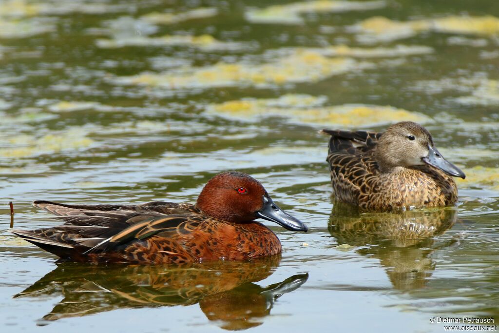 Cinnamon Teal male adult