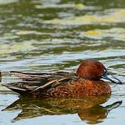 Cinnamon Teal